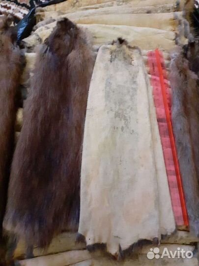 Шкуры ондатры, выделанные