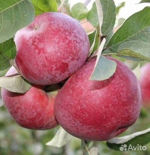 Саженцы яблони Лобо