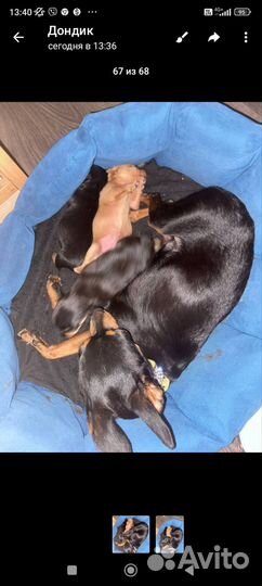 Мини той-терьер