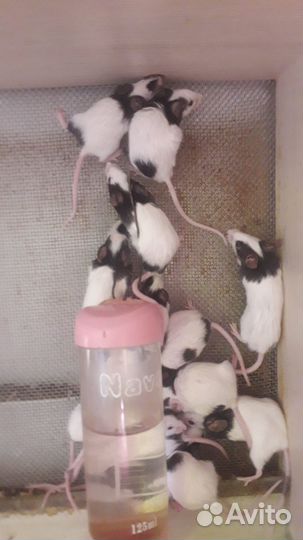 Мышь бамбуковая