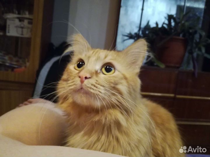 Кот, помесь с мейн- кун бесплатно