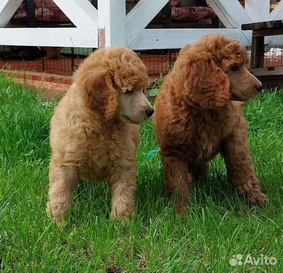 Королевский пудель