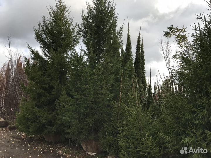 Крупномерные Ели из питомника