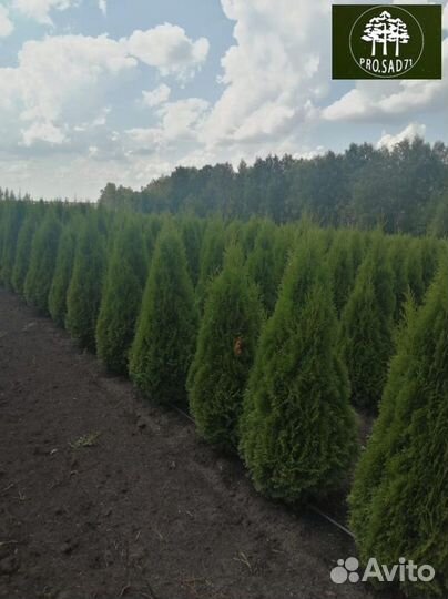 Туя экстра смарагд