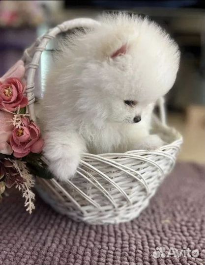 Померанский шпиц