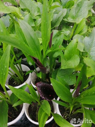 Каллы цветушие