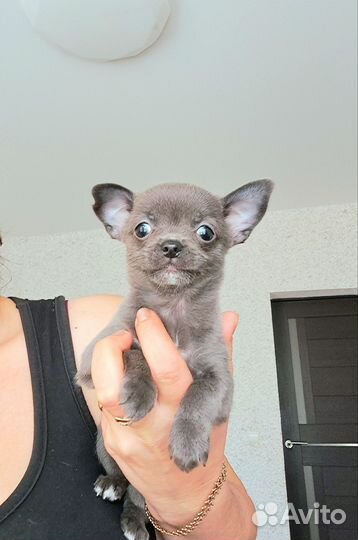 Щенки чихуахуа