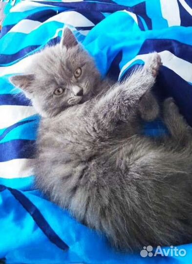 Милашный мальчик 2 месяца