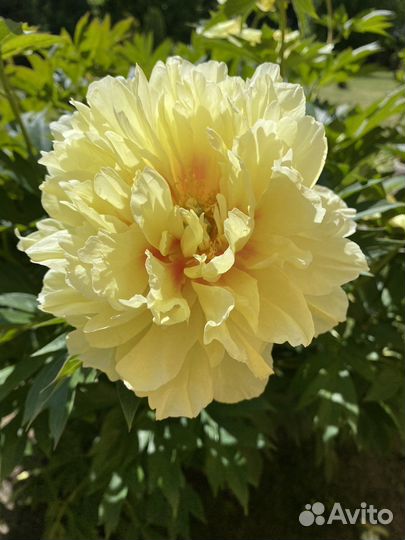 Пион Бартзелла