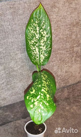 Диффенбахия