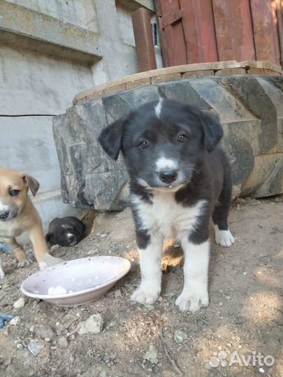 Щенки в добрые руки