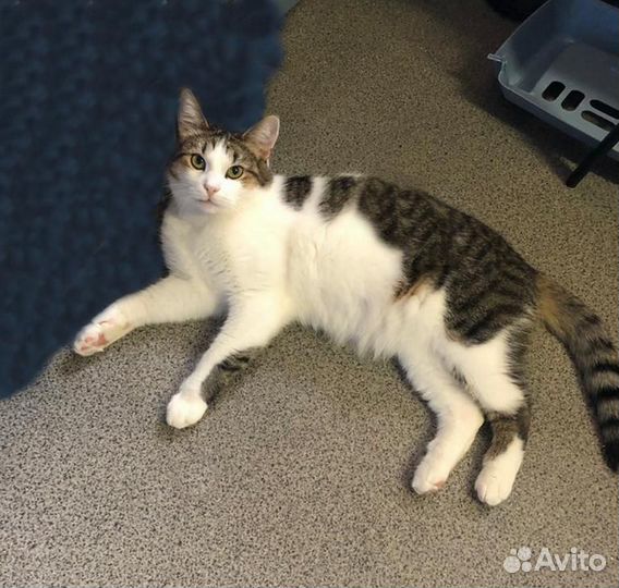 Ласкучий кот Янек в поиске дома и семьи