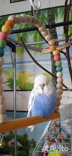 Попугаи ввп чехи