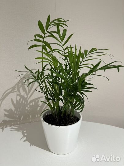 Пальма теневыносливая в керамическом кашпо