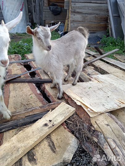 Козлята