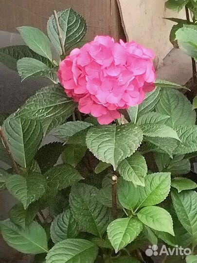 Комнатные цветы гортензии