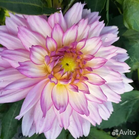 Черенки вегетативных растений на заказ