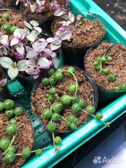 Крестовник роули и Коллизия