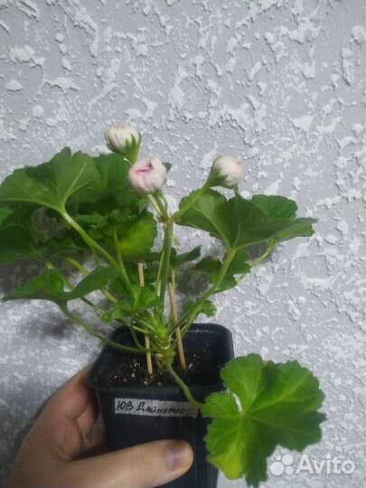 Герань пеларгония юв Дайнерис