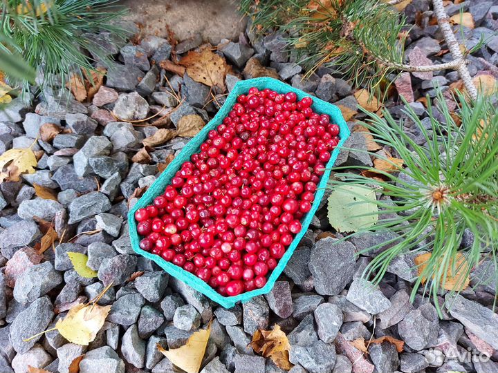 Брусника свежая из Карелии