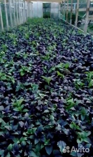 Базилик домашний