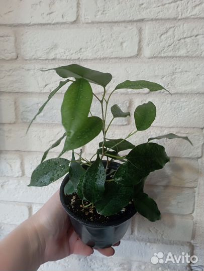 Фикус бенджамина
