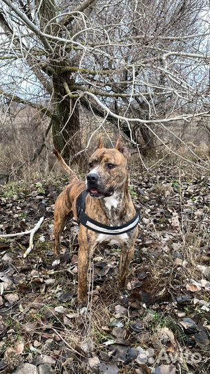 Стаффордширский терьер вязка