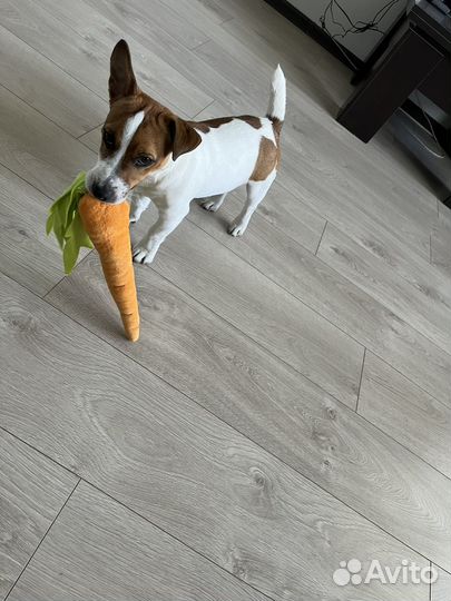 Джек Рассел терьер