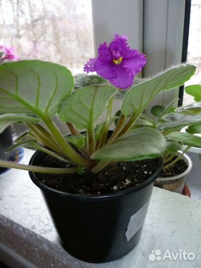 Цветущие фиалки