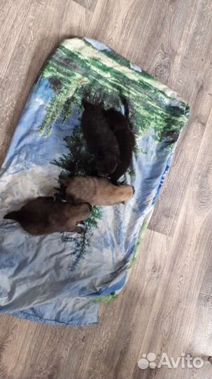 Щенки шпица