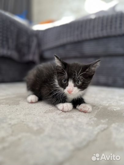 Отдам в добрые руки котят