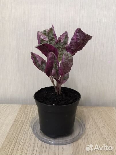 Хемиграфис