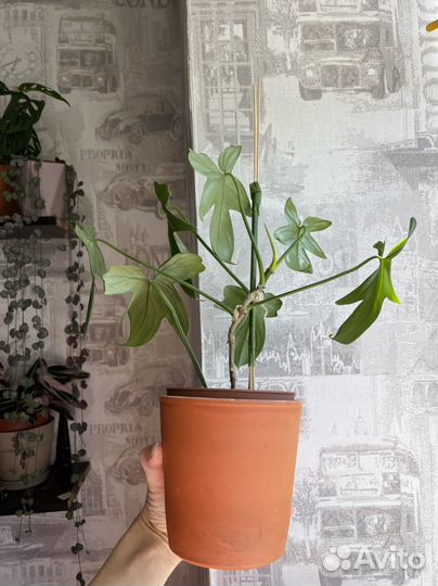 Филодендрон