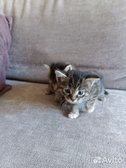 Котята в дар бесплатно
