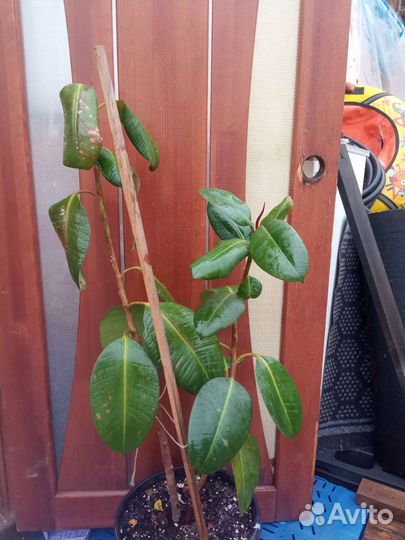 Фикусы Взрослые
