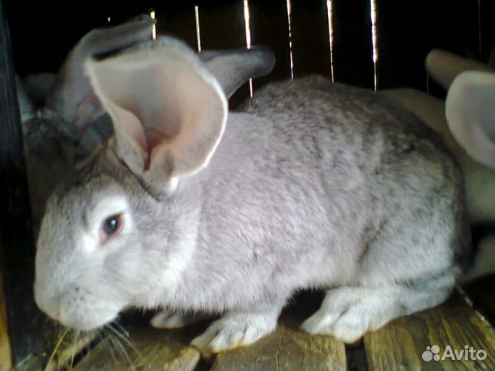 Мясо кролика