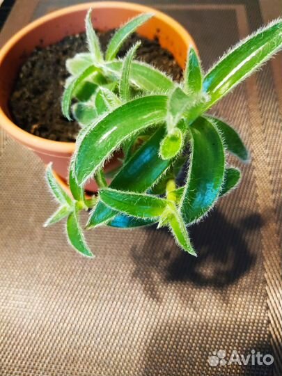 Кактусы и суккуленты по 150