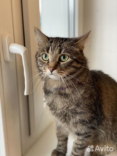 Кот в добрые руки