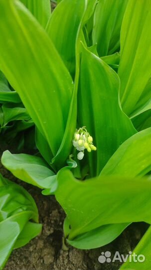 Ландыши саженцы