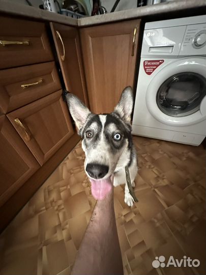 Хаска