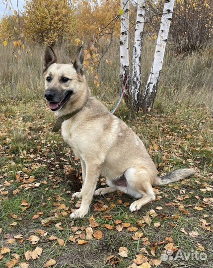 Шарик ищет семью