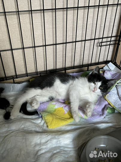 Котенок Чепуха в добрые руки