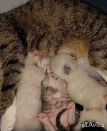 Котята отдам в добрые руки бесплатно