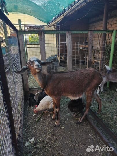 Коза с козлятами