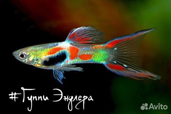 Гуппи чистая линия скай блю