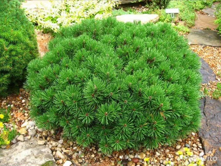 Горная сосна Муго Пумилио хвойные саженцы