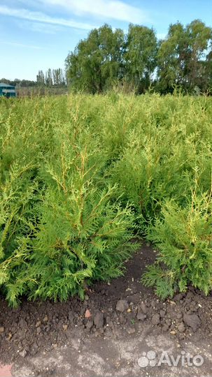 Туя Брабант, туя Смарагд