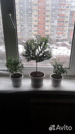 Растений Мирт