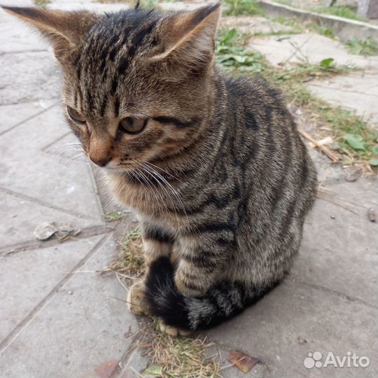 Котик бесплатно