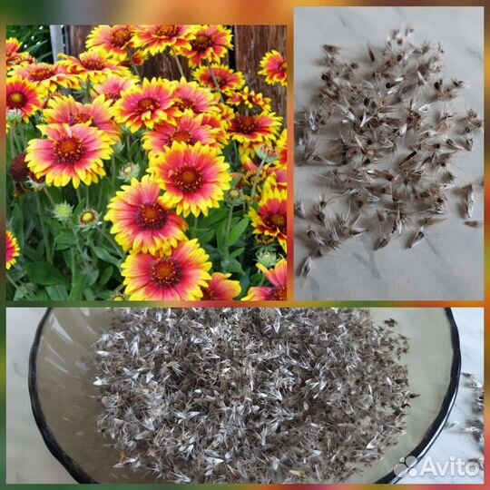 Семена однолеток и многолеток